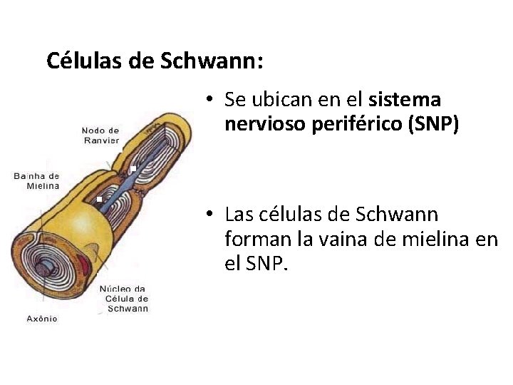 Células de Schwann: • Se ubican en el sistema nervioso periférico (SNP) • Las Células de Schwann: • Se ubican en el sistema nervioso periférico (SNP) • Las