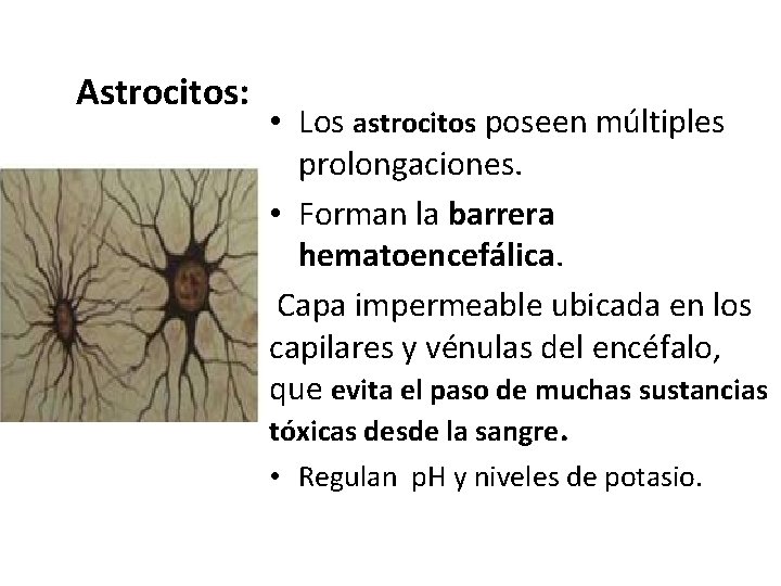 Astrocitos: • Los astrocitos poseen múltiples prolongaciones. • Forman la barrera hematoencefálica. Capa impermeable Astrocitos: • Los astrocitos poseen múltiples prolongaciones. • Forman la barrera hematoencefálica. Capa impermeable