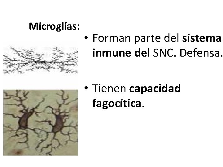 Microglías: • Forman parte del sistema inmune del SNC. Defensa. • Tienen capacidad fagocítica. Microglías: • Forman parte del sistema inmune del SNC. Defensa. • Tienen capacidad fagocítica.