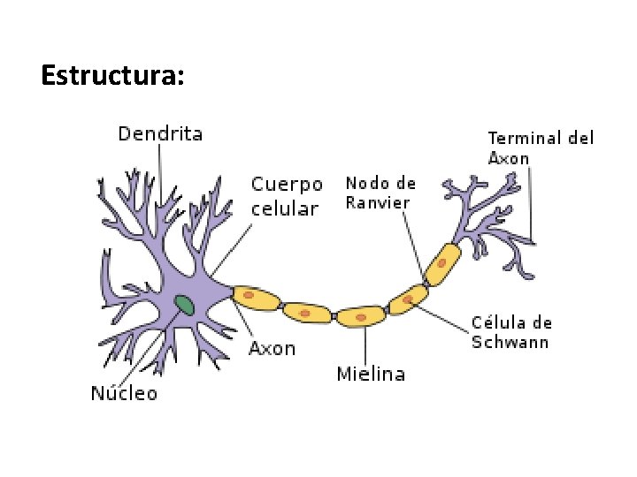 Estructura: Estructura: