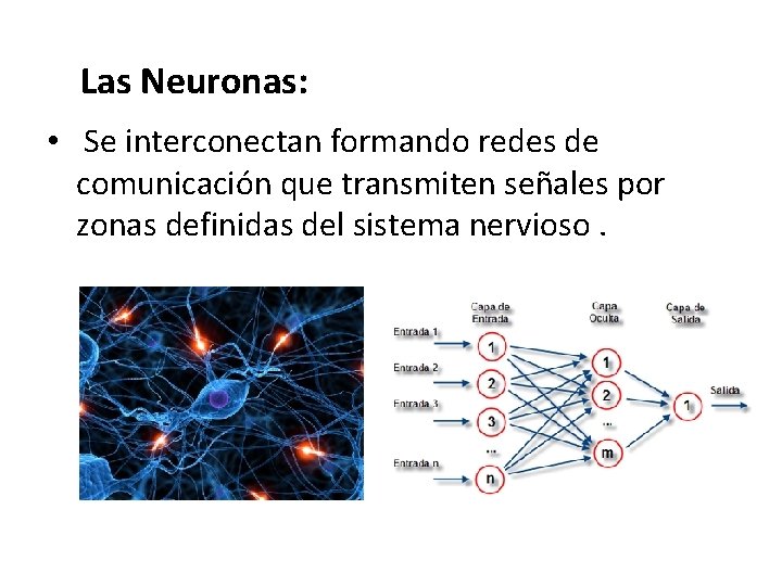 Las Neuronas: • Se interconectan formando redes de comunicación que transmiten señales por zonas Las Neuronas: • Se interconectan formando redes de comunicación que transmiten señales por zonas