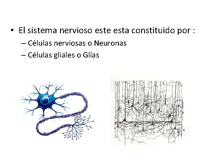 • El sistema nervioso este esta constituido por : – Células nerviosas o • El sistema nervioso este esta constituido por : – Células nerviosas o