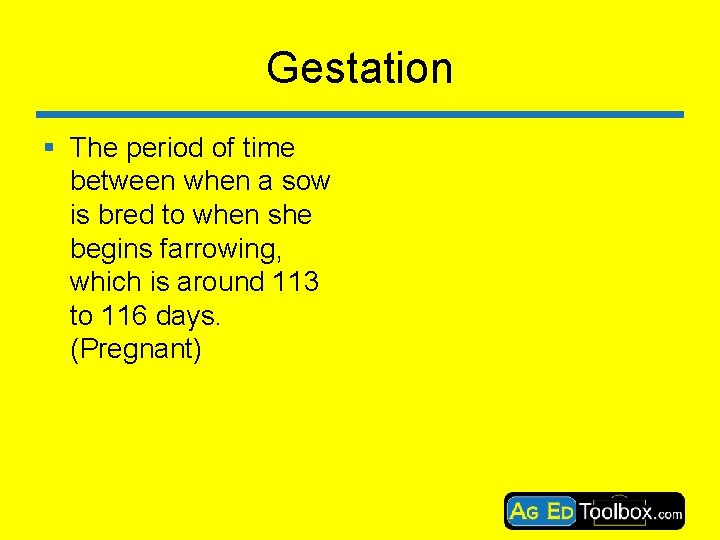 Gestation § The period of time between when a sow is bred to when