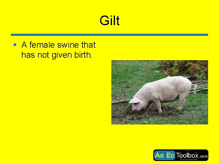 Gilt § A female swine that has not given birth. 