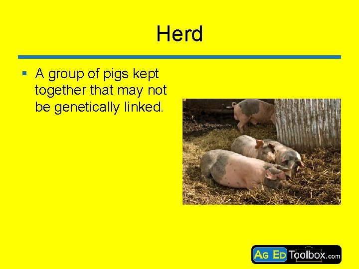Herd § A group of pigs kept together that may not be genetically linked.