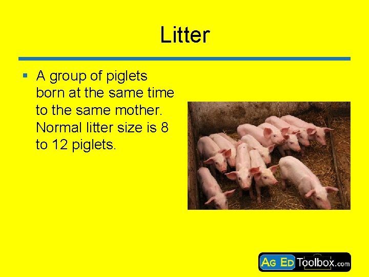 Litter § A group of piglets born at the same time to the same