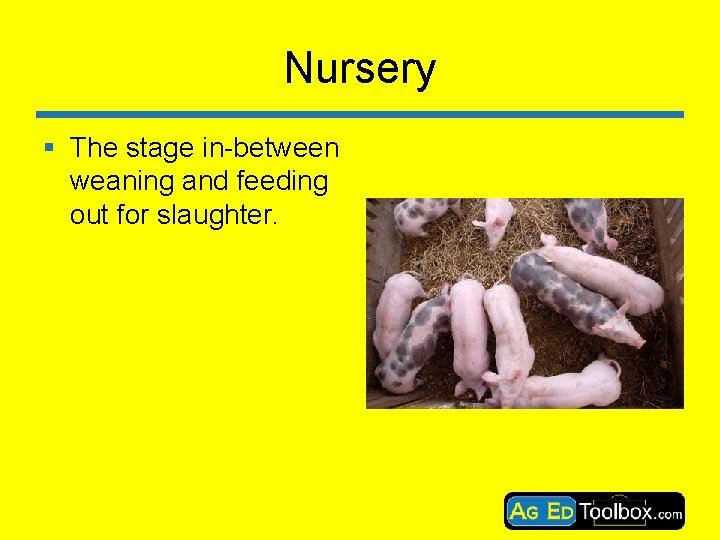 Nursery § The stage in-between weaning and feeding out for slaughter. 