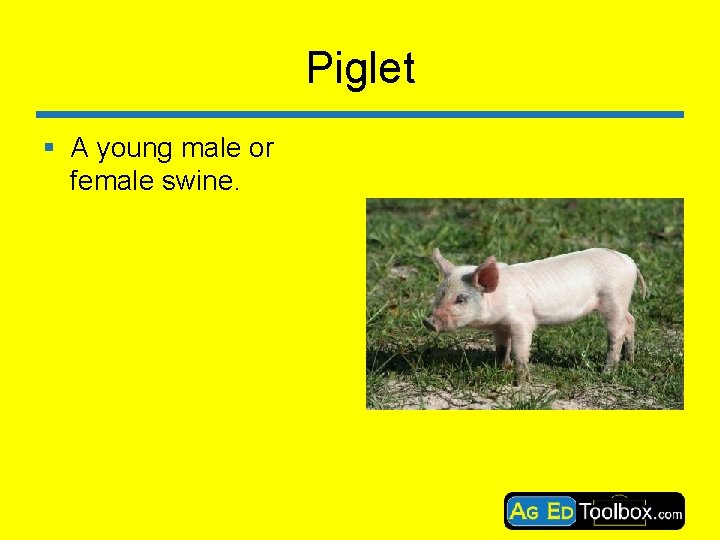 Piglet § A young male or female swine. 