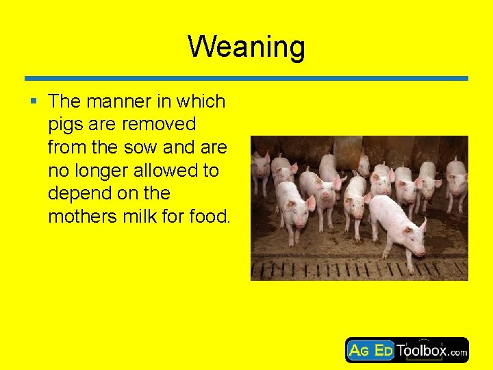 Weaning § The manner in which pigs are removed from the sow and are