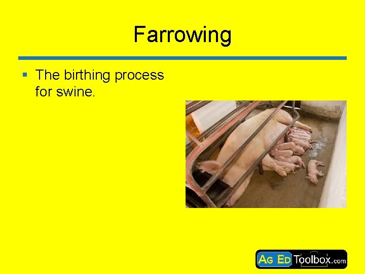 Farrowing § The birthing process for swine. 