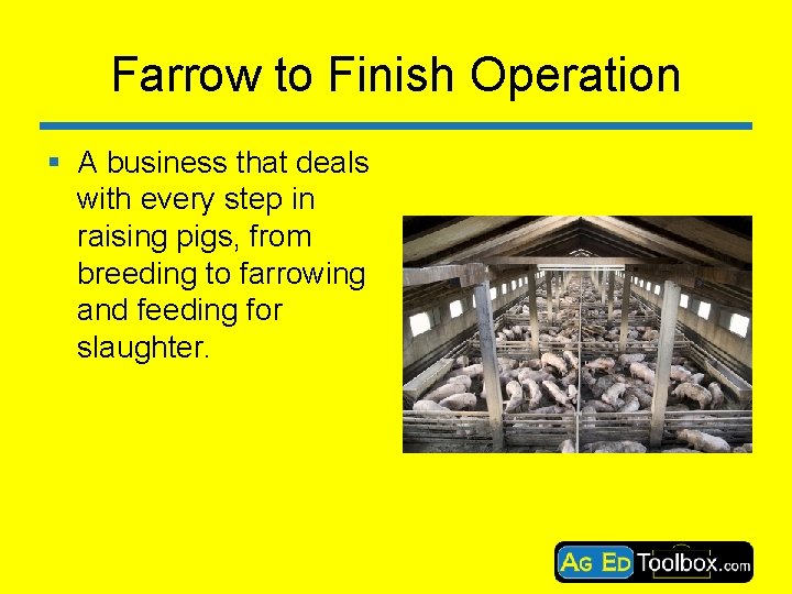 Farrow to Finish Operation § A business that deals with every step in raising