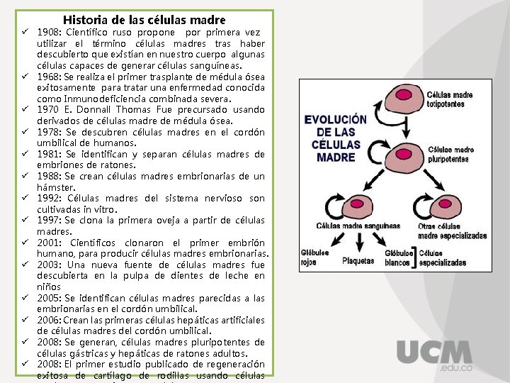 Historia de las células madre ü 1908: Científico ruso propone por primera vez utilizar