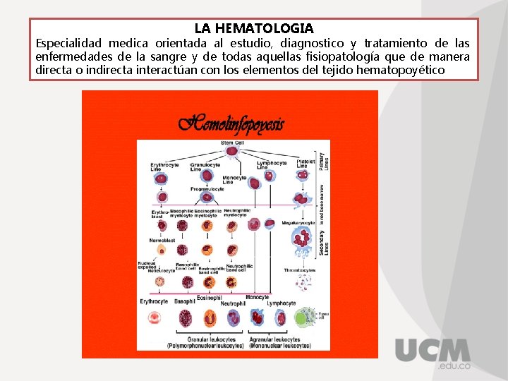 LA HEMATOLOGIA Especialidad medica orientada al estudio, diagnostico y tratamiento de las enfermedades de