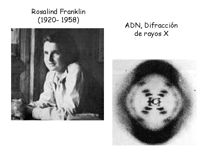 Rosalind Franklin (1920 - 1958) ADN, Difracción de rayos X Rosalind Franklin (1920 - 1958) ADN, Difracción de rayos X