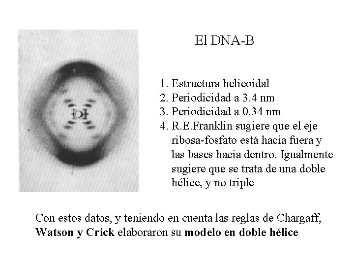 El DNA-B 1. Estructura helicoidal 2. Periodicidad a 3. 4 nm 3. Periodicidad a El DNA-B 1. Estructura helicoidal 2. Periodicidad a 3. 4 nm 3. Periodicidad a
