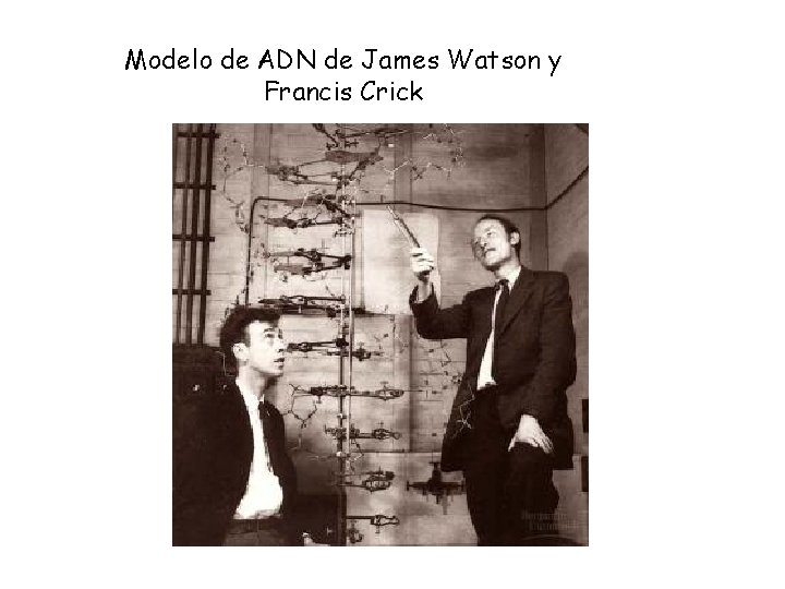 Modelo de ADN de James Watson y Francis Crick Modelo de ADN de James Watson y Francis Crick