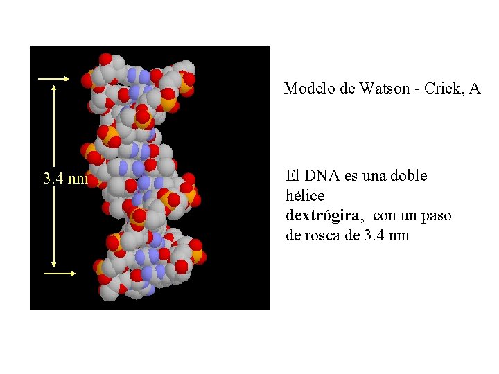 Modelo de Watson - Crick, A 3. 4 nm El DNA es una doble Modelo de Watson - Crick, A 3. 4 nm El DNA es una doble
