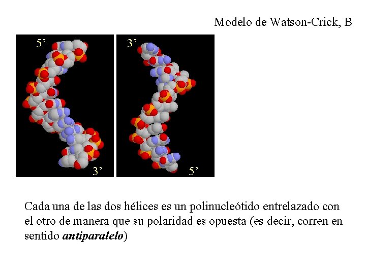 Modelo de Watson-Crick, B 5’ 3’ 3’ 5’ Cada una de las dos hélices Modelo de Watson-Crick, B 5’ 3’ 3’ 5’ Cada una de las dos hélices