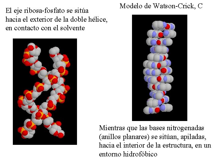 El eje ribosa-fosfato se sitúa hacia el exterior de la doble hélice, en contacto El eje ribosa-fosfato se sitúa hacia el exterior de la doble hélice, en contacto