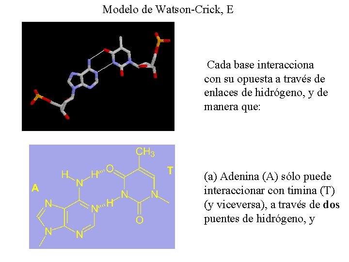 Modelo de Watson-Crick, E Cada base interacciona con su opuesta a través de enlaces Modelo de Watson-Crick, E Cada base interacciona con su opuesta a través de enlaces