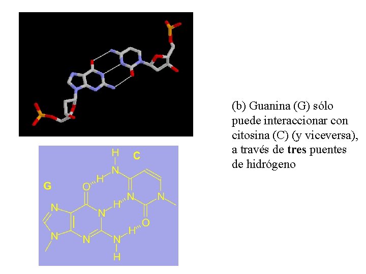 (b) Guanina (G) sólo puede interaccionar con citosina (C) (y viceversa), a través de (b) Guanina (G) sólo puede interaccionar con citosina (C) (y viceversa), a través de