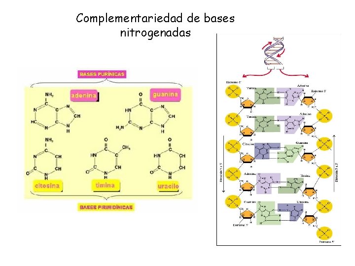 Complementariedad de bases nitrogenadas Complementariedad de bases nitrogenadas