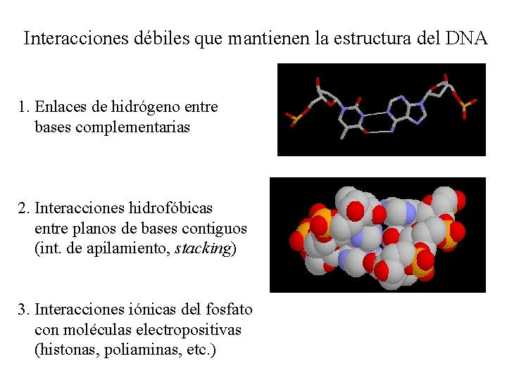 Interacciones débiles que mantienen la estructura del DNA 1. Enlaces de hidrógeno entre bases Interacciones débiles que mantienen la estructura del DNA 1. Enlaces de hidrógeno entre bases