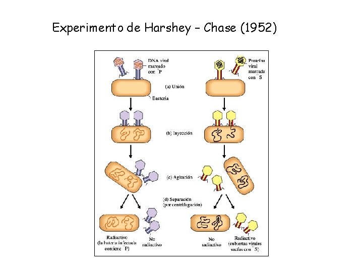 Experimento de Harshey – Chase (1952) Experimento de Harshey – Chase (1952)
