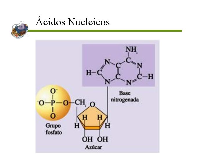 Ácidos Nucleicos Ácidos Nucleicos