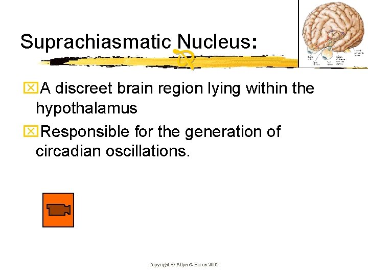 Suprachiasmatic Nucleus: x. A discreet brain region lying within the hypothalamus x. Responsible for
