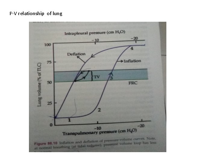 P-V relationship of lung 