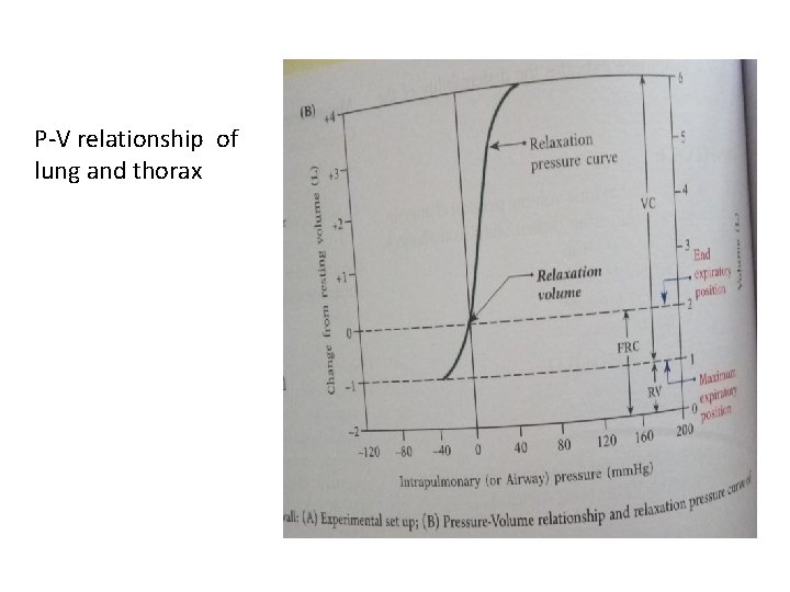 P-V relationship of lung and thorax 