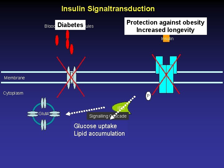 Insulin Signaltransduction Protection against obesity Increased longevity Diabetes Blood Glucose Molecules Insulin Membrane Cytoplasm