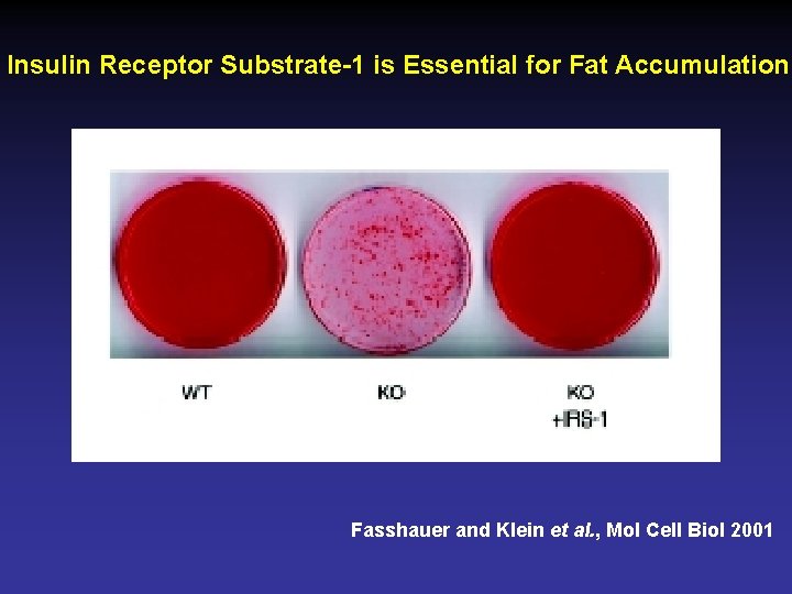 Insulin Receptor Substrate-1 is Essential for Fat Accumulation Fasshauer and Klein et al. ,
