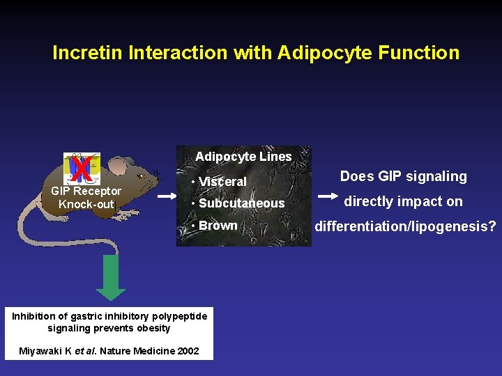 Incretin Interaction with Adipocyte Function x GIP Receptor Knock-out Adipocyte Lines • Visceral •