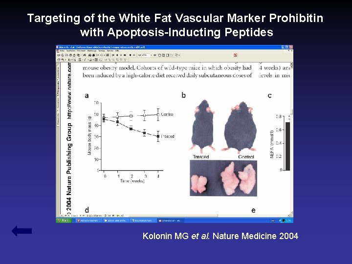 Targeting of the White Fat Vascular Marker Prohibitin with Apoptosis-Inducting Peptides Kolonin MG et