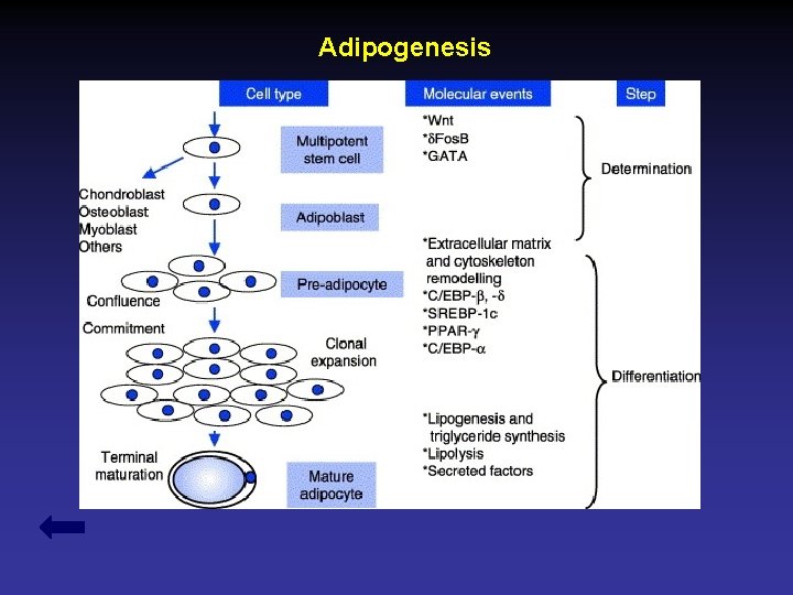 Adipogenesis 