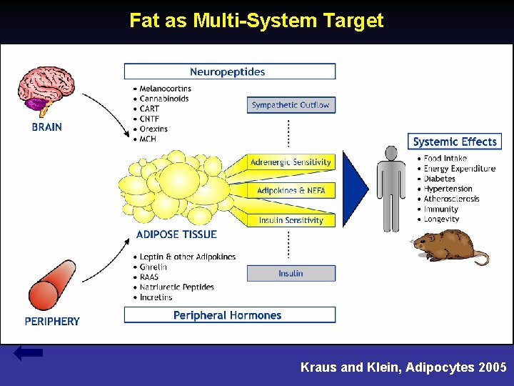 Fat as Multi-System Target Kraus and Klein, Adipocytes 2005 