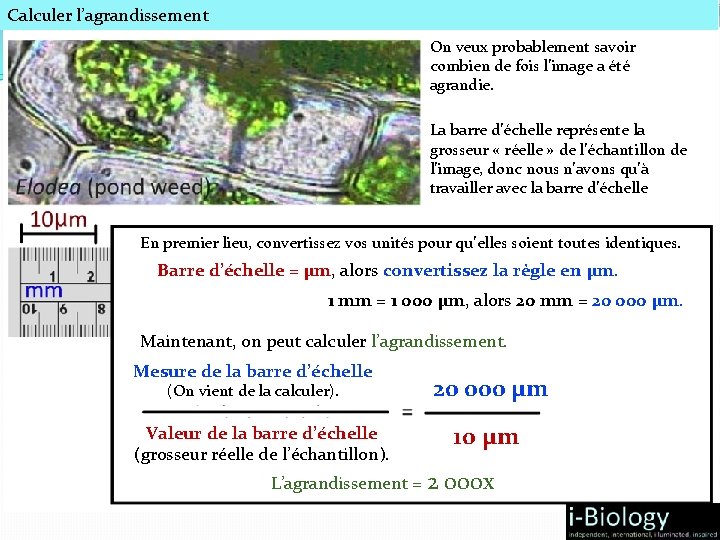 Calculer l’agrandissement On veux probablement savoir combien de fois l’image a été agrandie. La