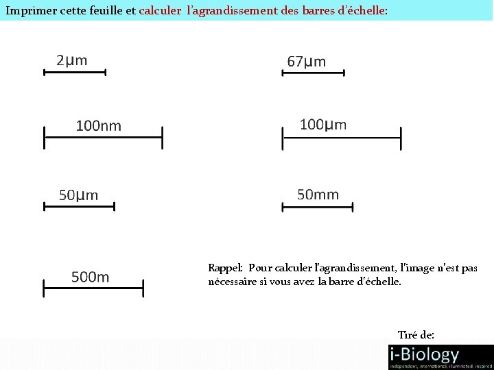 Imprimer cette feuille et calculer l’agrandissement des barres d’échelle: Rappel: Pour calculer l’agrandissement, l’image