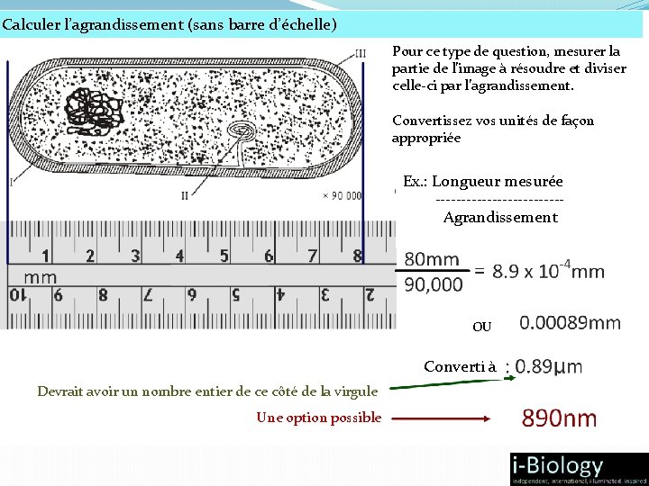 Calculer l’agrandissement (sans barre d’échelle) Pour ce type de question, mesurer la partie de