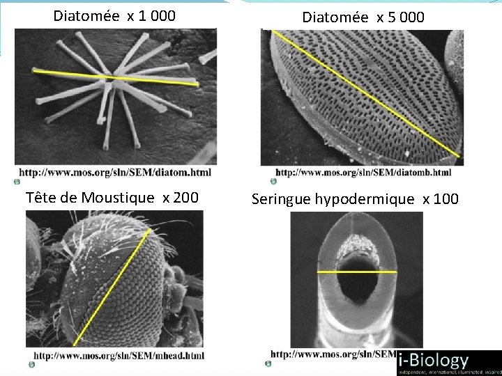 Diatomée x 1 000 Tête de Moustique x 200 Diatomée x 5 000 Seringue