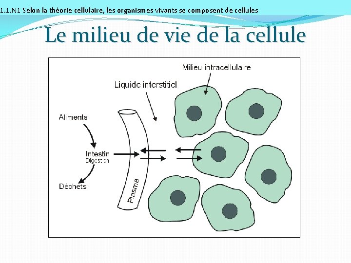 1. 1. N 1 Selon la théorie cellulaire, les organismes vivants se composent de
