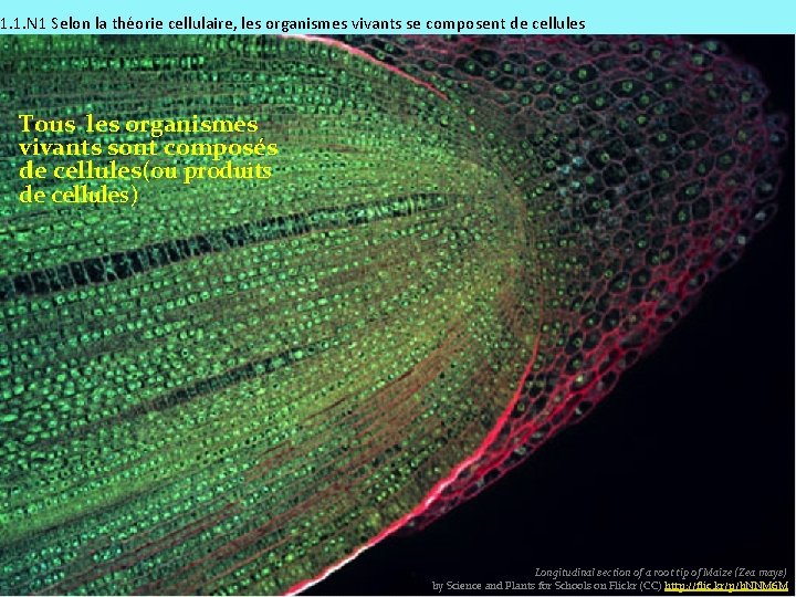 1. 1. N 1 Selon la théorie cellulaire, les organismes vivants se composent de