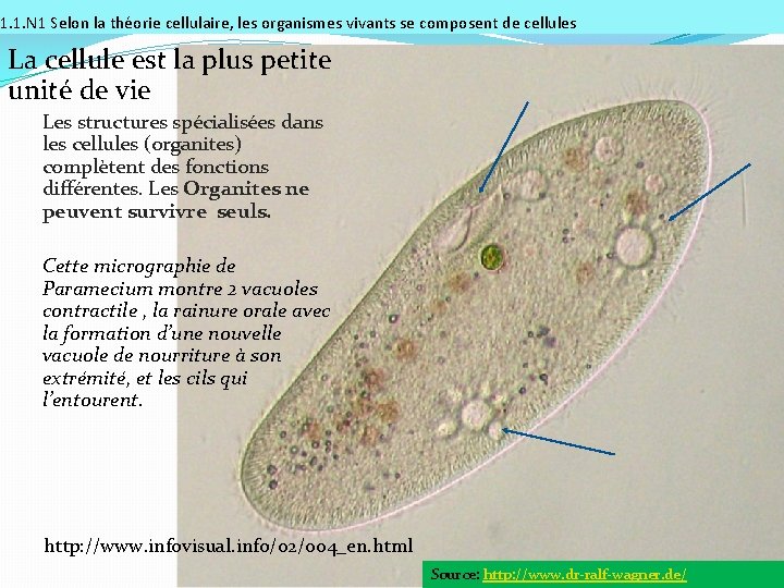 1. 1. N 1 Selon la théorie cellulaire, les organismes vivants se composent de