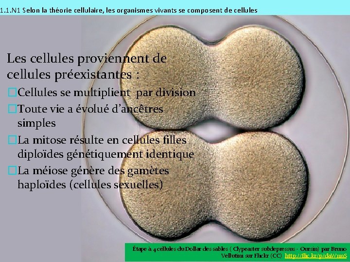 1. 1. N 1 Selon la théorie cellulaire, les organismes vivants se composent de