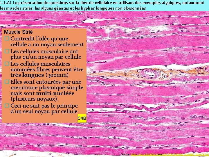 1. 1. A 1 La présentation de questions sur la théorie cellulaire en utilisant