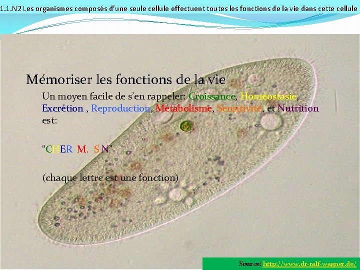 1. 1. N 2 Les organismes composés d’une seule cellule effectuent toutes les fonctions