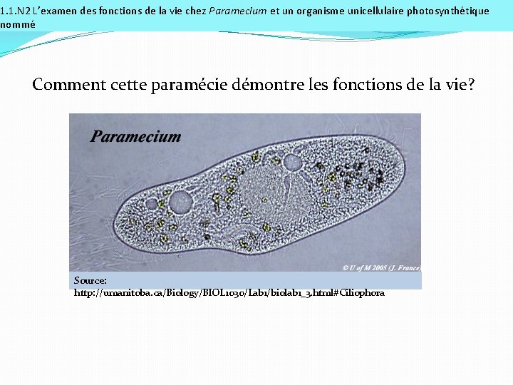 1. 1. N 2 L’examen des fonctions de la vie chez Paramecium et un