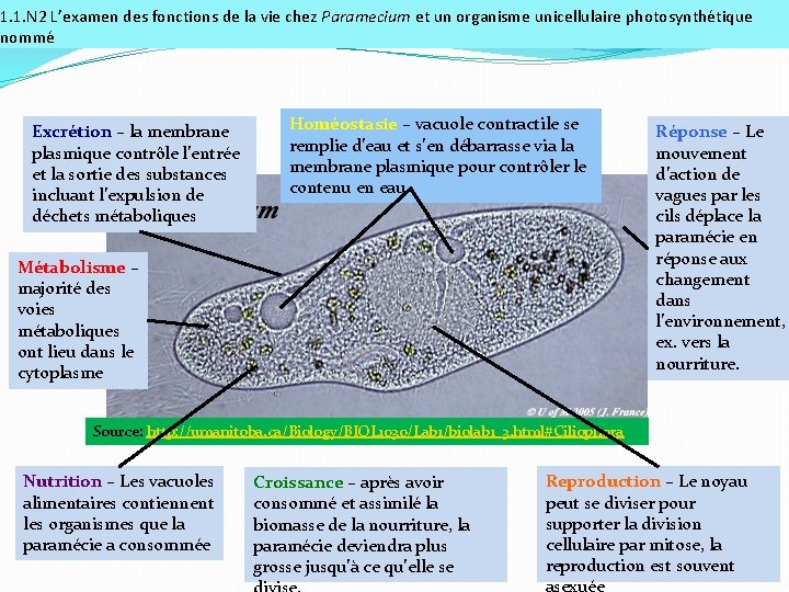 1. 1. N 2 L’examen des fonctions de la vie chez Paramecium et un